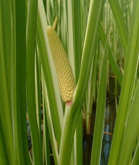 ��� �����