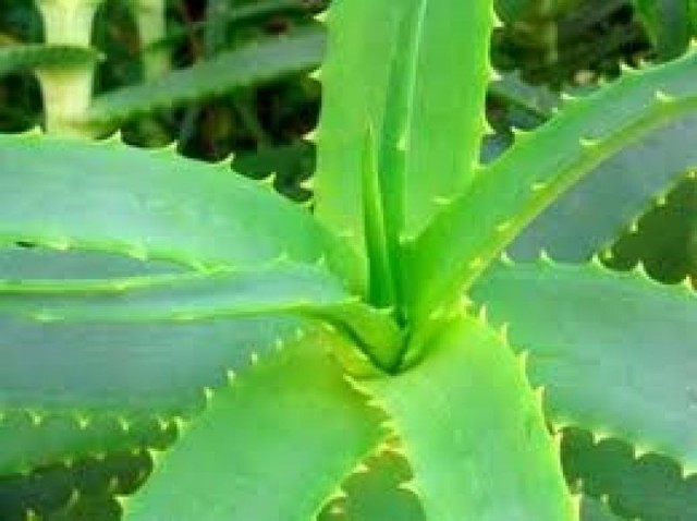 ���� (����) ��������� ��������