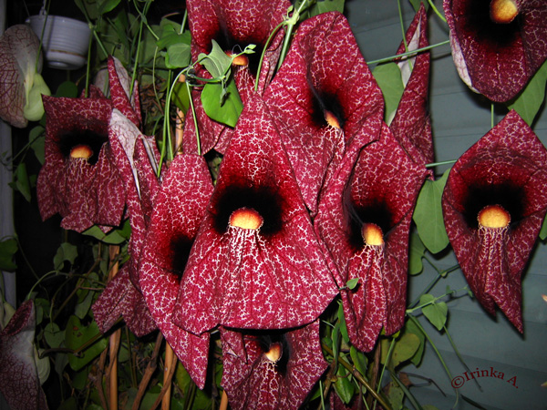 ����������� ��� ��������