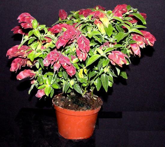 ����������